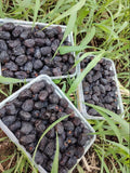 Ajwa Dates from Madinah
