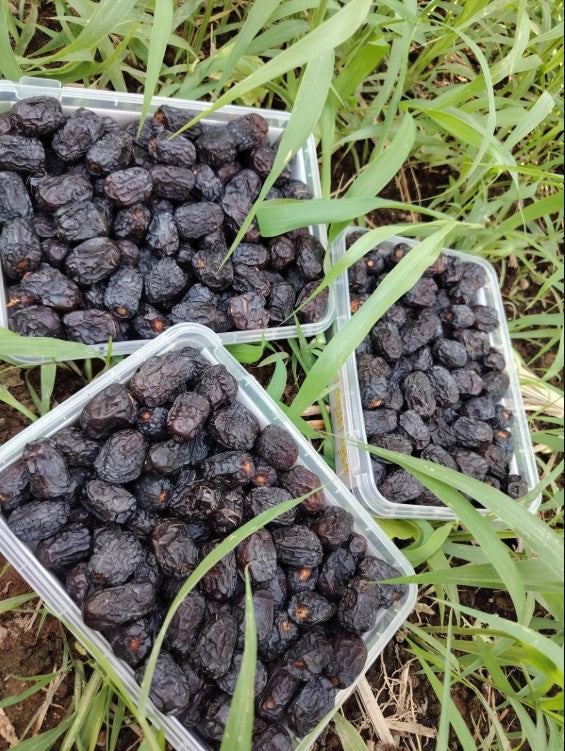 Ajwa Dates from Madinah